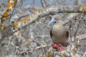Red footed booby
