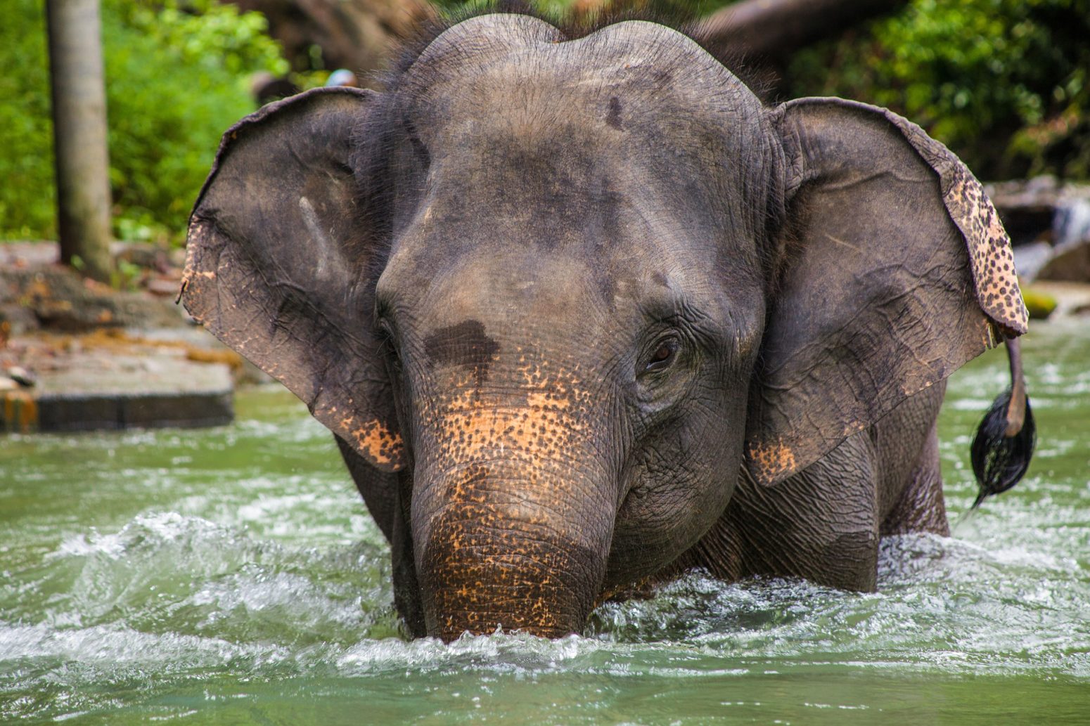 elephant asia