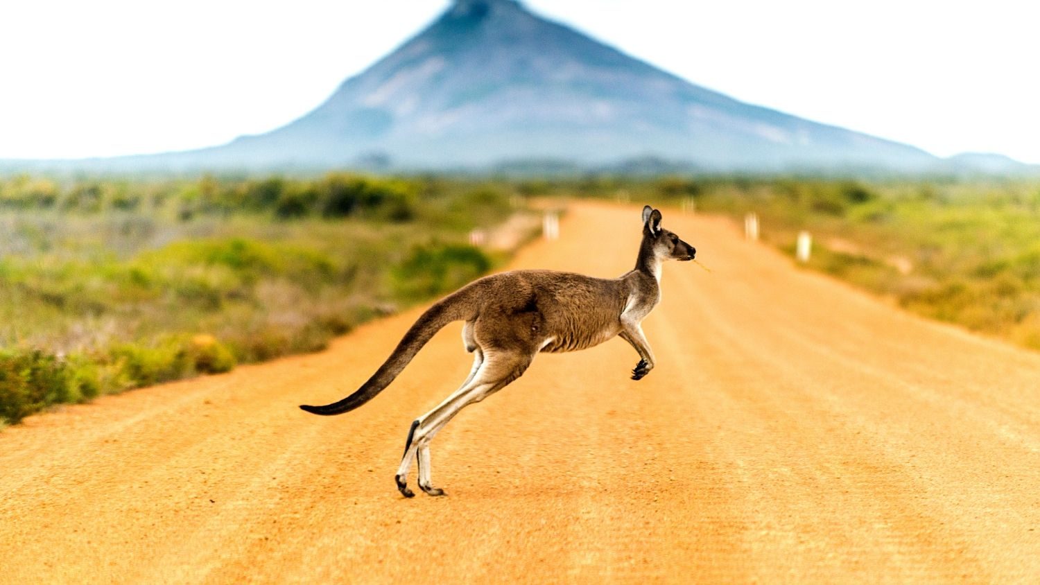 Kangaroo