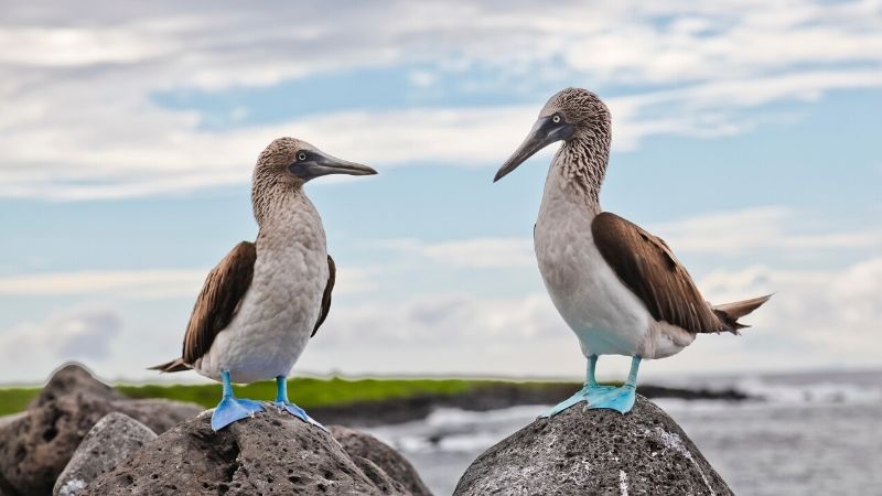 Expedition Cruise, Galapagos, blue-footed boobies