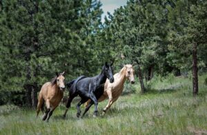 horses running