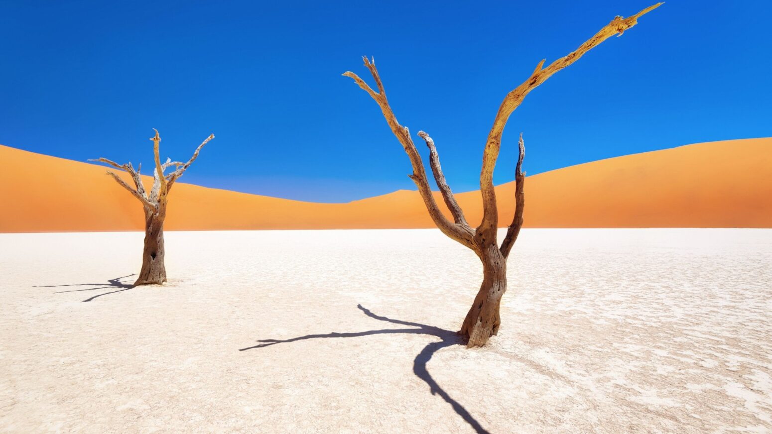 Trees in Namibia desert